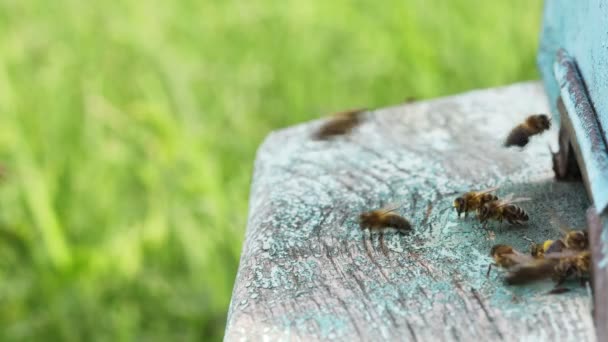 Pszczoły latające do ula — Wideo stockowe
