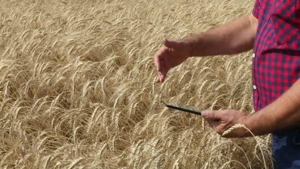 Manos del agricultor con la tableta en un campo de trigo — Vídeos de Stock