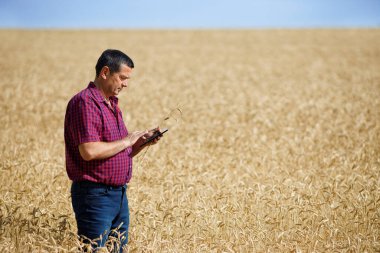 Buğday tarlasında tarımcı