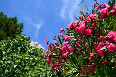 Güzel manzara Pembe çiçek açan ile zakkum mavi gökyüzü arka plan üzerinde. Yaz günü Güney. Kırım'da, Simeiz içinde yatsın. Rusya'ya seyahat.