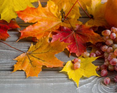 Sonbahar arka plan gri kurullarında. Sarı ve kırmızı yaprakları, pumpkins, üzüm. Seçici odak. Metin için yer.
