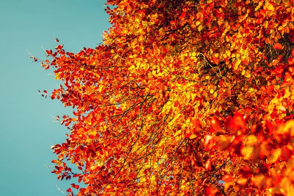 Herbstblätter Beleuchtete Blätter Zweigen Die Vor Sonnenblauem Himmel Leuchten Mit — Stockfoto