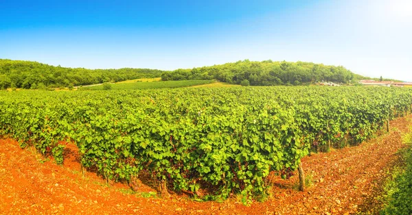 Panorama Vines Vineyard Autumn Wine Grapes Harvest Italian Wines — Stock Photo, Image