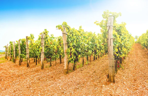 Vines Vineyard Autumn Wine Grapes Harvest Italian Wines — Stock Photo, Image