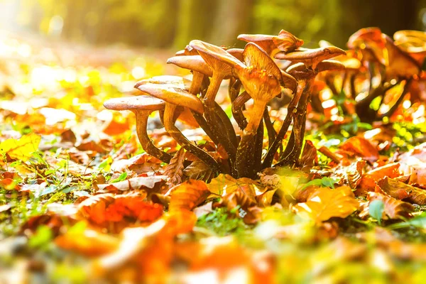 Frischer Pilz Wunderschönen Goldenen Herbstwald Herbstkollektion — Stockfoto