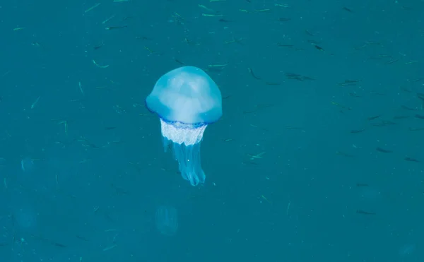 美丽的发光的蓝色水母在蓝色的海水海与小鱼背景 — 图库照片