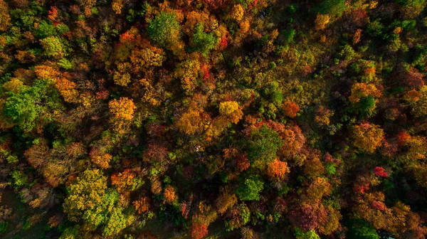Sonbahar renkleri üzerinde Karst. Gün batımında ormandaki sonbahar renkli ağaçlar hava dron görüntü.