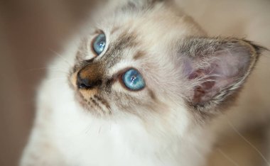 Beyaz uzun saç birman kedisi mavi gözlü portresi.