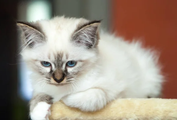 Porträt Der Weißen Birmankatze Mit Langen Haaren Und Blauen Augen — Stockfoto