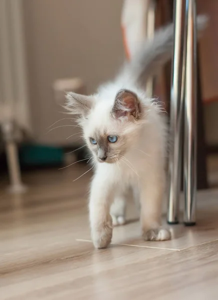 Retrato Pelo Largo Blanco Birman Gato Con Ojos Azules —  Fotos de Stock