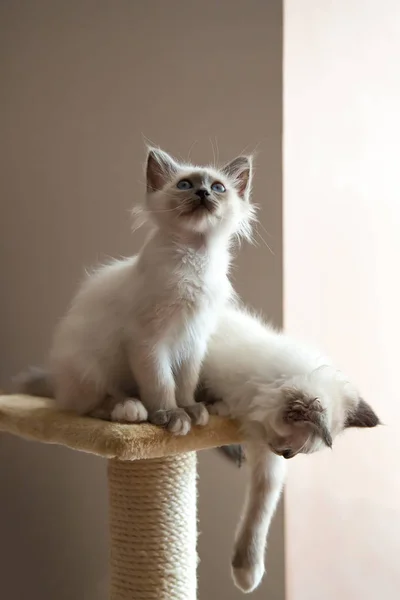 Portret Van Twee Witte Lange Haren Birmaan Katten Met Blauwe — Stockfoto