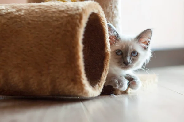 Porträt Der Weißen Birmankatze Mit Langen Haaren Und Blauen Augen — Stockfoto