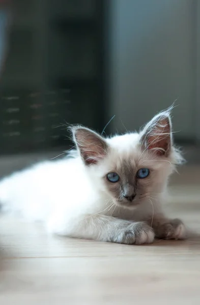 Portret Van Witte Lange Haren Birmaan Kat Met Blauwe Ogen — Stockfoto