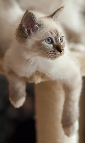 Porträt Der Weißen Birmankatze Mit Langen Haaren Und Blauen Augen — Stockfoto