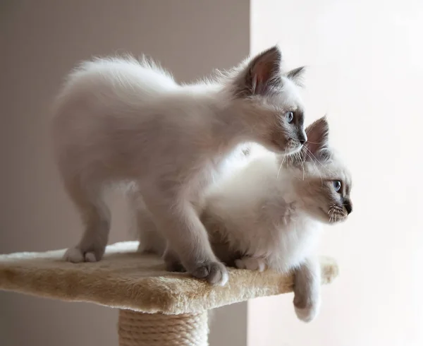 青い目を持つ つの白い長毛バーマン猫の肖像画 — ストック写真