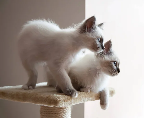 Porträtt Två Vita Långt Hår Birman Katt Med Blå Ögon — Stockfoto