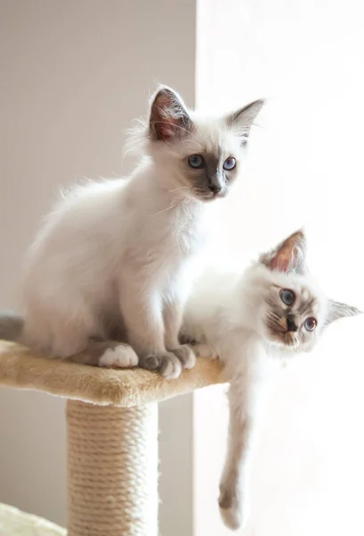 青い目を持つ つの白い長毛バーマン猫の肖像画 — ストック写真