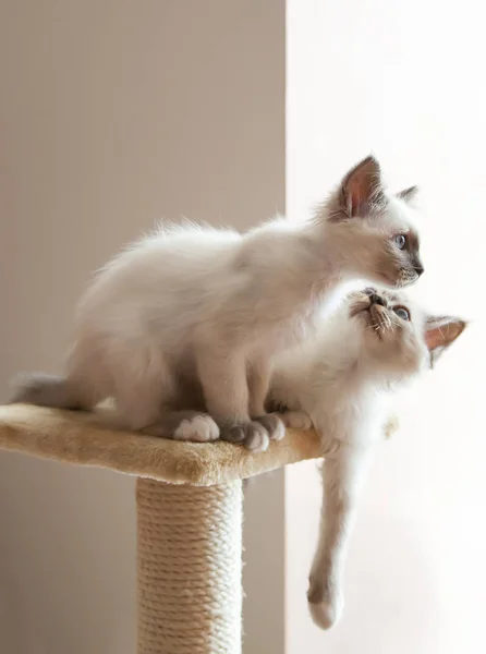 Retrato Dois Brancos Cabelos Longos Birman Gatos Com Olhos Azuis — Fotografia de Stock