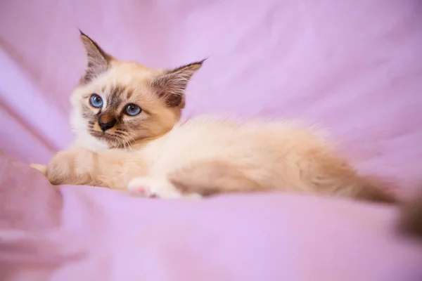 Retrato Pelo Largo Blanco Birman Gato Con Ojos Azules — Foto de Stock