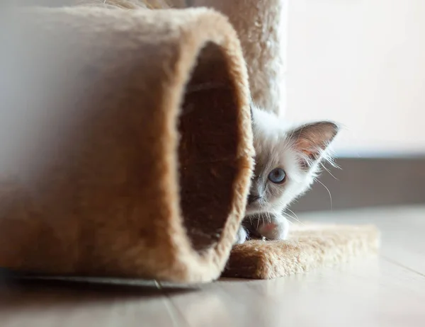 Portrait Chat Birman Blanc Aux Cheveux Longs Aux Yeux Bleus — Photo