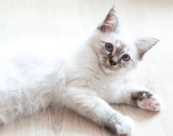 蓝色眼睛的白色长的毛毛鸟猫的画像 — 图库照片