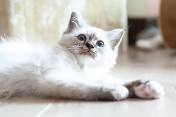 Retrato Pelo Largo Blanco Birman Gato Con Ojos Azules — Foto de Stock