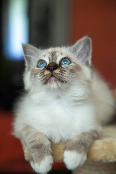 Portrait Chat Birman Blanc Aux Cheveux Longs Aux Yeux Bleus — Photo