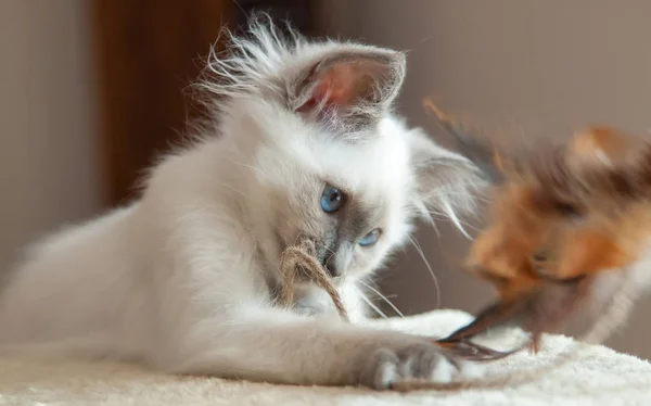 Πορτρέτο Της Γάτας Birman Άσπρα Μακριά Μαλλιά Μπλε Μάτια — Φωτογραφία Αρχείου