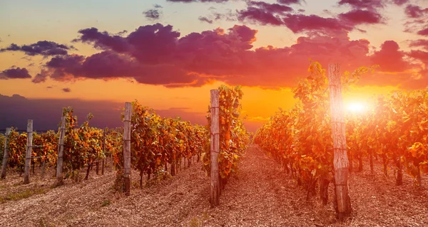 Vineyard Sunset Time Colourful Evening — Stock Photo, Image