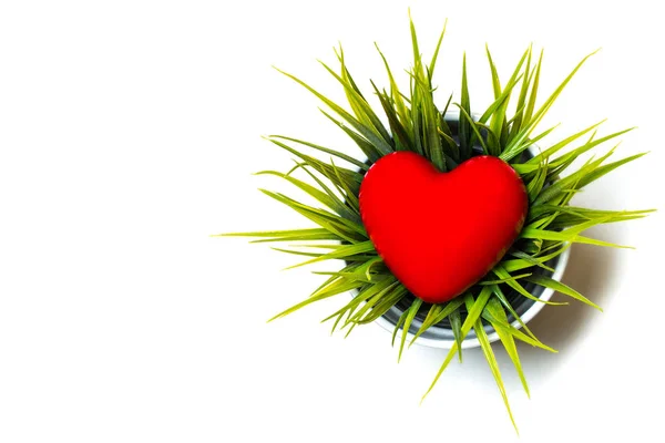Potted Plant Green Grass Red Heart — Stock Photo, Image