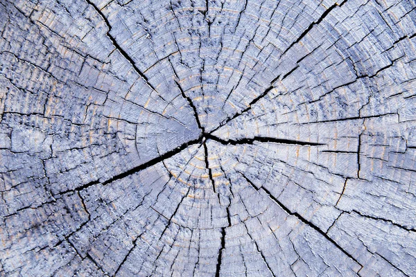 Ahşap çekirdek fotoğraf. Ahşap arka plan