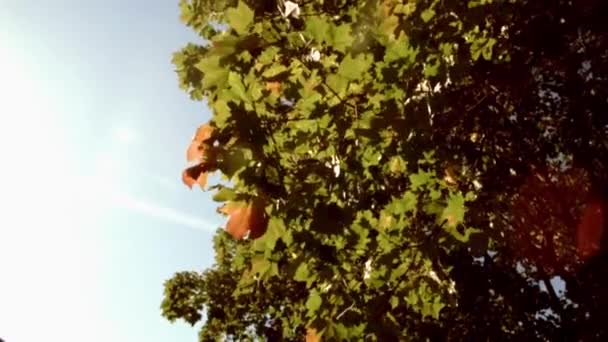 Groene bladeren van bomen waait de wind. Van weergave — Stockvideo