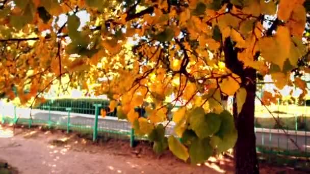 Gelbe Herbstblätter bei sonnigem Wetter — Stockvideo