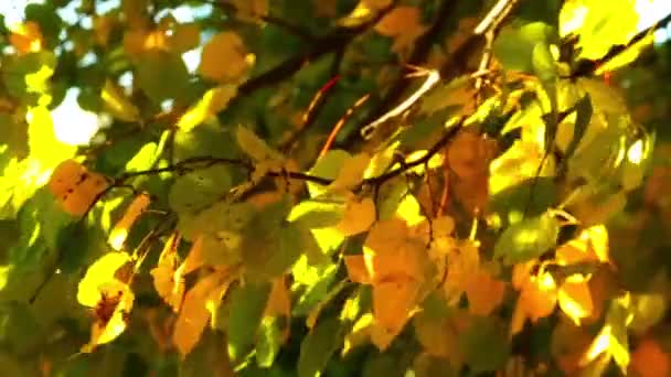 Hojas amarillas de otoño en tiempo soleado — Vídeos de Stock