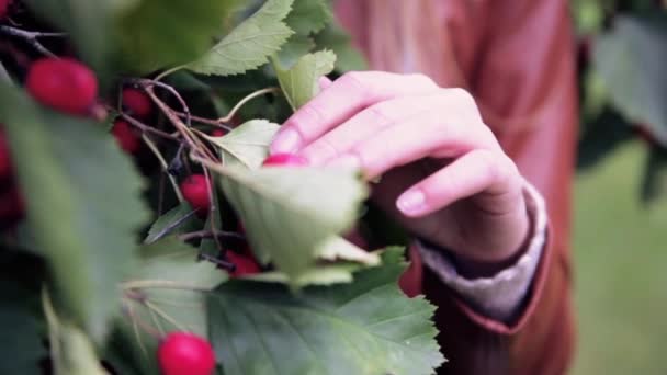 The girls hand touches the red berries — Stock Video
