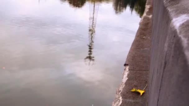 Das Herbstblatt schwimmt entlang des Flusses — Stockvideo