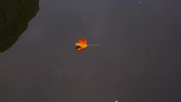 La feuille d'automne flotte le long de la rivière — Video