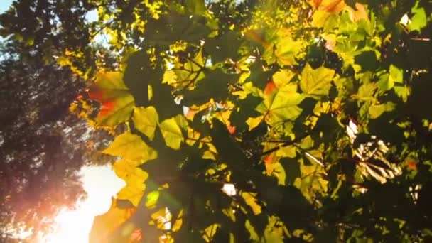 Folhas de outono amarelas em tempo ensolarado. Pesquisa. — Vídeo de Stock