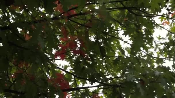 Groene bladeren van bomen waait de wind — Stockvideo