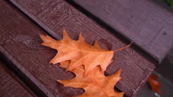 Żółty jesienny liść na ławce — Wideo stockowe