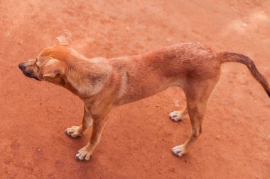 Başıboş köpek tarafına seyir fotoğraf