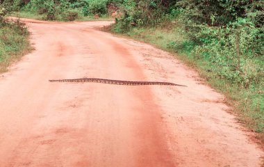 Yolda sürünerek Python fotoğrafı