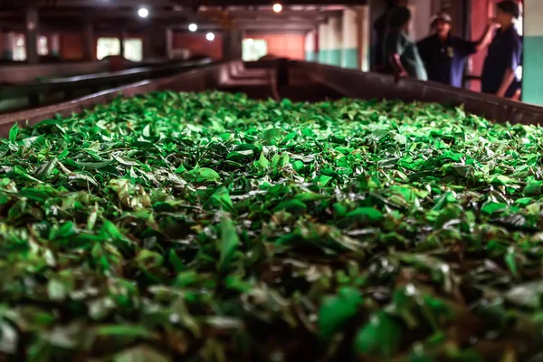 Photo of Tea leafs drying in a production line in a tea factory