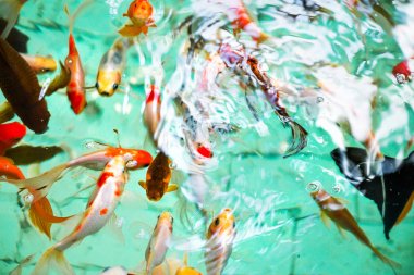 gölette güzel küçük japon balığı. Close