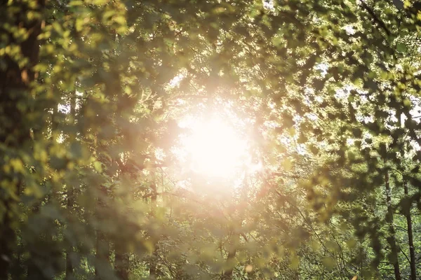 太阳光线穿过树叶 — 图库照片