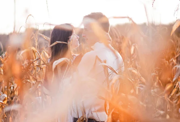 Feliz joven pareja beso en otoño maíz campo —  Fotos de Stock