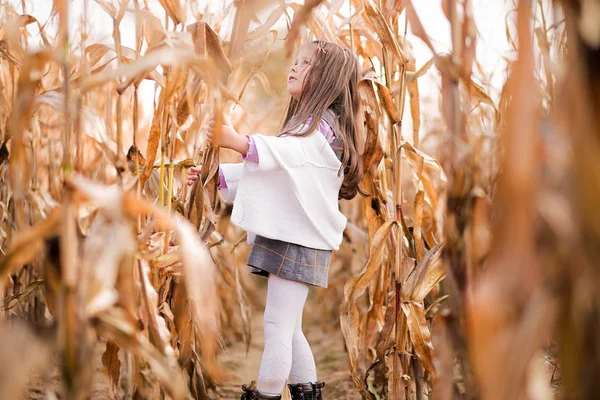 Den lille jenta samler mais på åkeren. – stockfoto