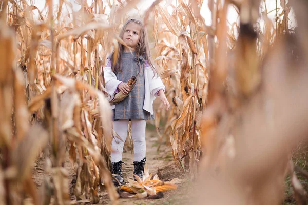 Niña recoge maíz en el campo —  Fotos de Stock