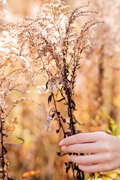 La mano femenina toca la planta seca amarilla de otoño —  Fotos de Stock