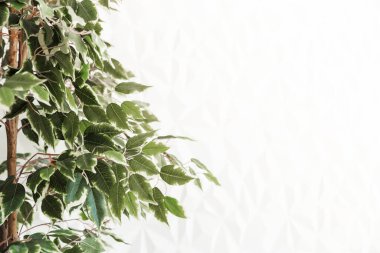 Beyaz duvarda yeşil küçük yaprakları olan bir ağaç. Yatay fotoğraf